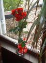 Beths Valentine roses- in the sunlight